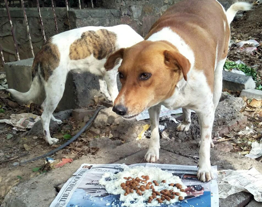 Dog Food Support